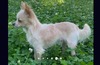 Bartelt Breeders James (CKC Longhair Teacup Chihuahua )