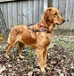 Bartelt Ruff Pups Bailey (Dual Registered Golden Retriever )